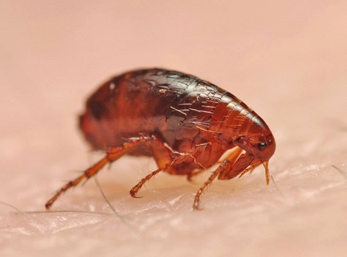 Блоха на человеке