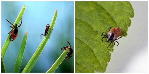 Клещи на траве