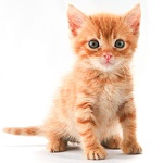 Как вывести блох у котенка