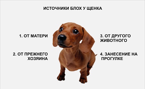 Источники блох у щенка