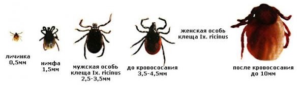 Представители таежных клещей