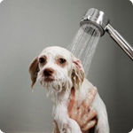 Шампунь от блох для щенков и собак