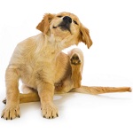 Блохи у щенка