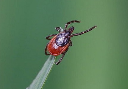 Таежный клещ