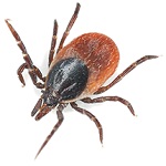 Таежный клещ