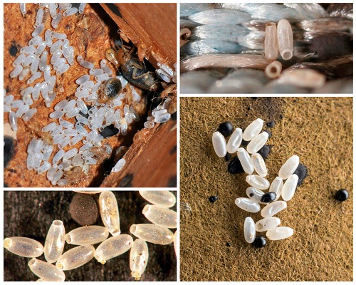 Яйца клопов