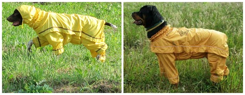 Комбинезон для защиты от клещей на собаке