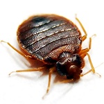 Постельные клопы