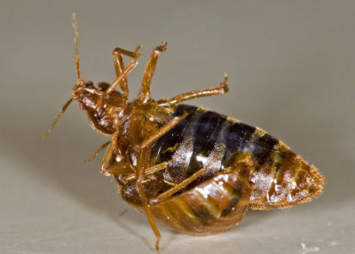 Процесс оплодотворения