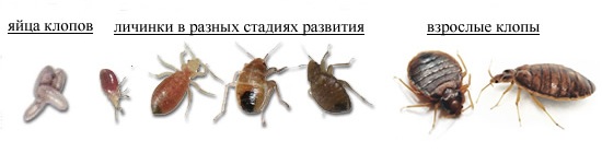 Стадии развития клопов