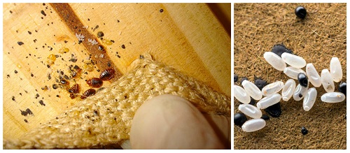 Признаки клопов