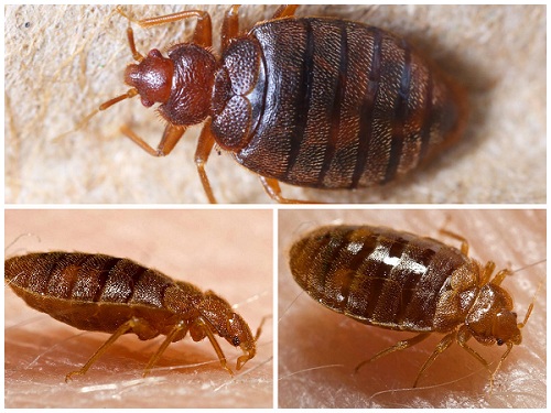 Как выглядят клопы