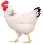 Вши у кур как вывести