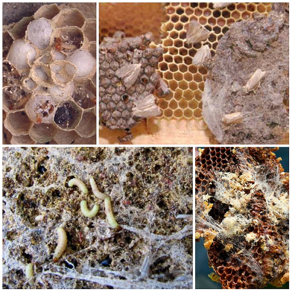 Моль в улье