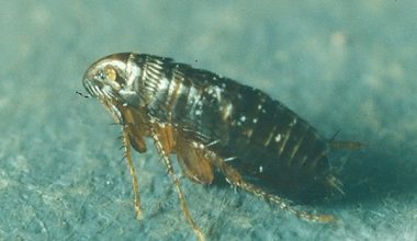 Лучшие рецепты, как избавить свой дом от блох