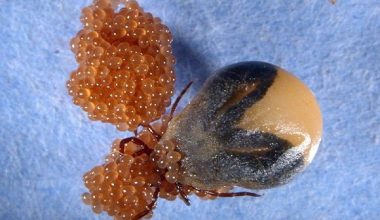 Как размножаются и развиваются иксодовые клещи