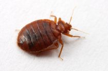 Как выглядят домашние клопы