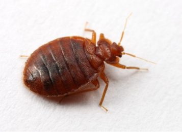 Как выглядят домашние клопы