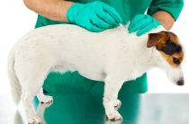 Насколько эффективны и как работают капли от блох и клещей для собак