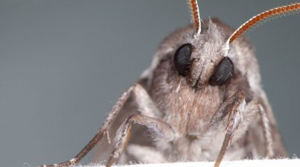 Как решить проблему с пищевой молью — срочные меры и профилактика