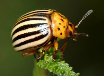 Обзор популярных препаратов против колорадского жука