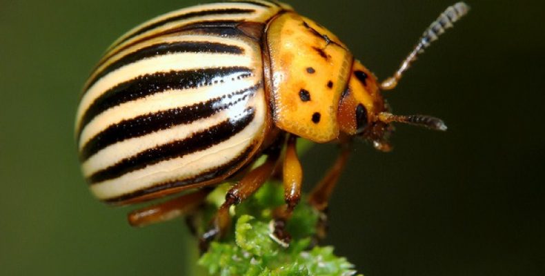 Обзор популярных препаратов против колорадского жука