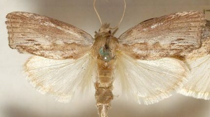 Описание и методы борьбы с восковой молью (огневкой)